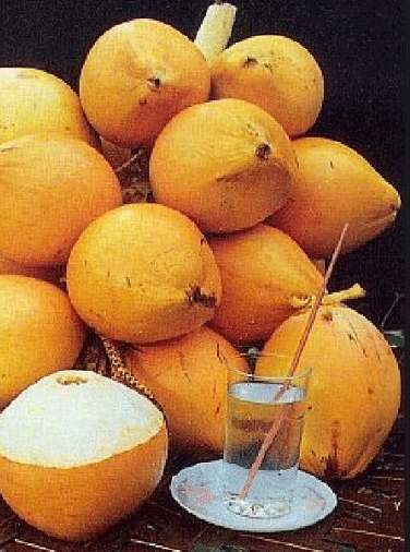coconut , Sri Lanka