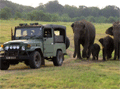 Minneriya safari tour , Sri Lanka