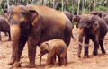 Pinnawela elephant orphanage tour , Sri Lanka