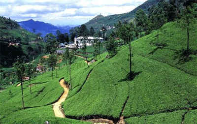 Ceylon tea , Sri Lanka